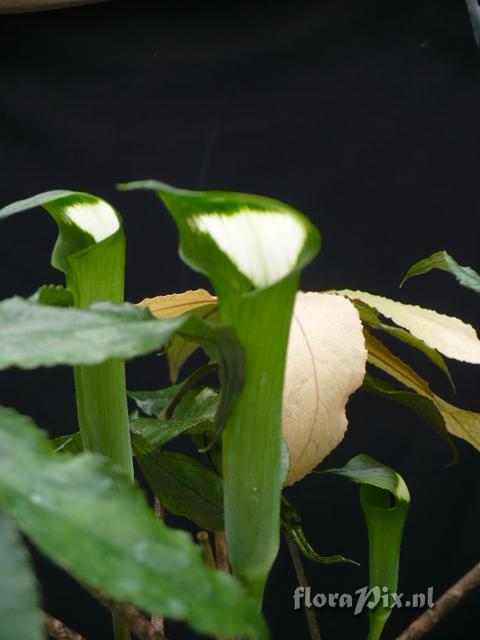 Arisaema spec.