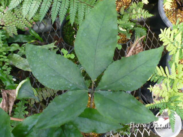 Arisaema spec.