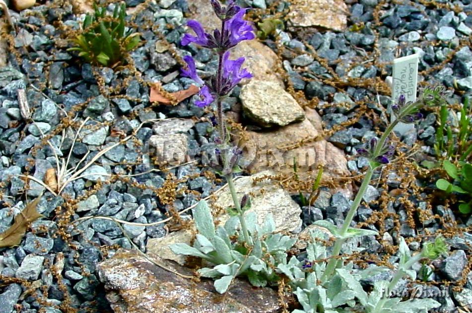 Salvia deghestanica