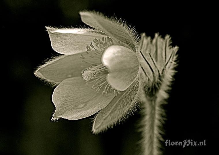 Pulsatilla vernalis in black and white