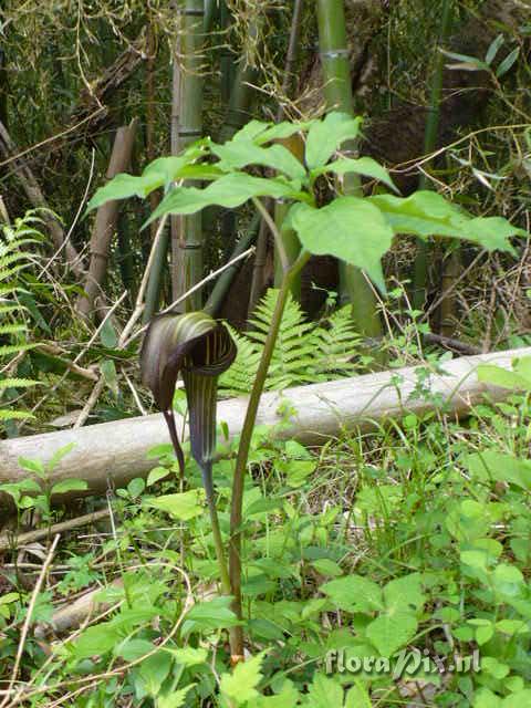 Arisaema serratum var. izuense 