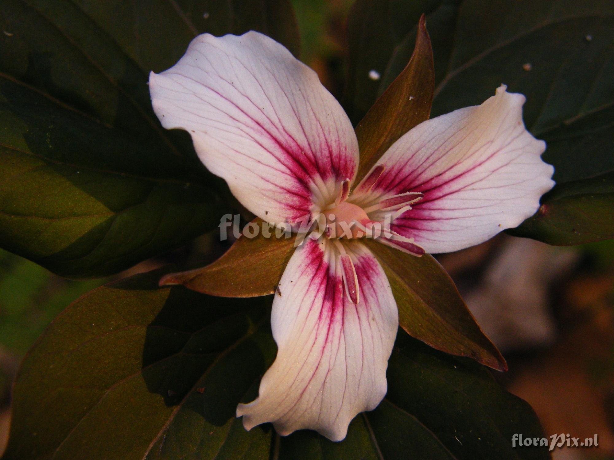 Trillium undulatum