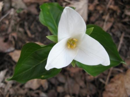 Trillium