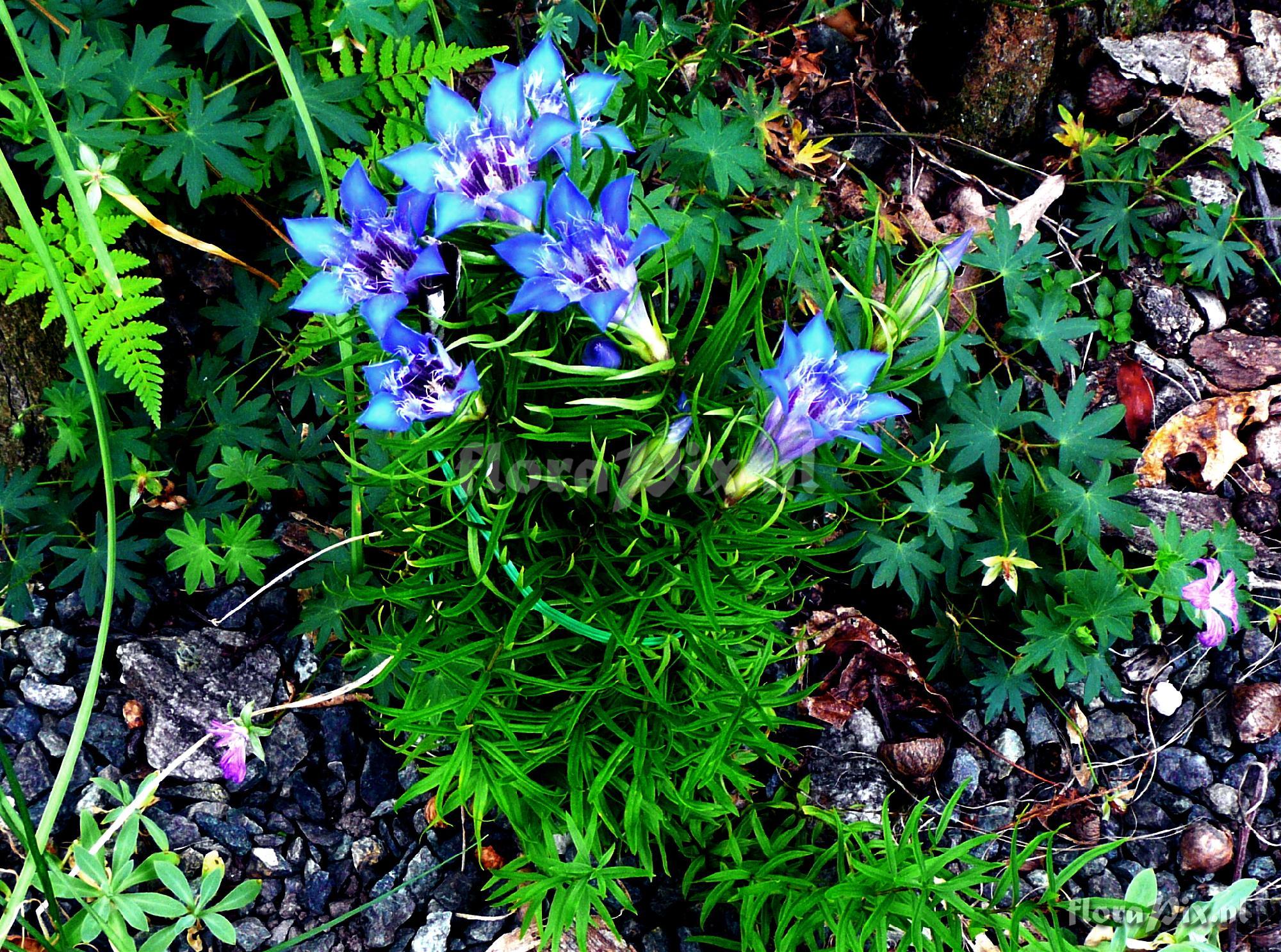 Gentiana paradoxa