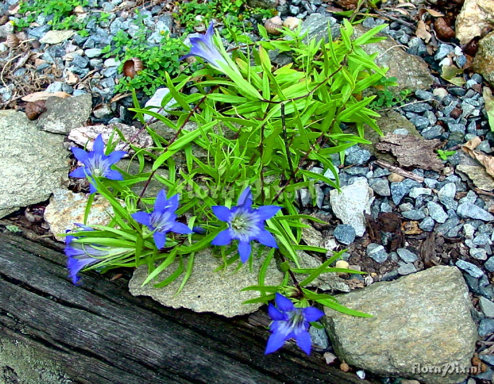 Gentiana paradoxa