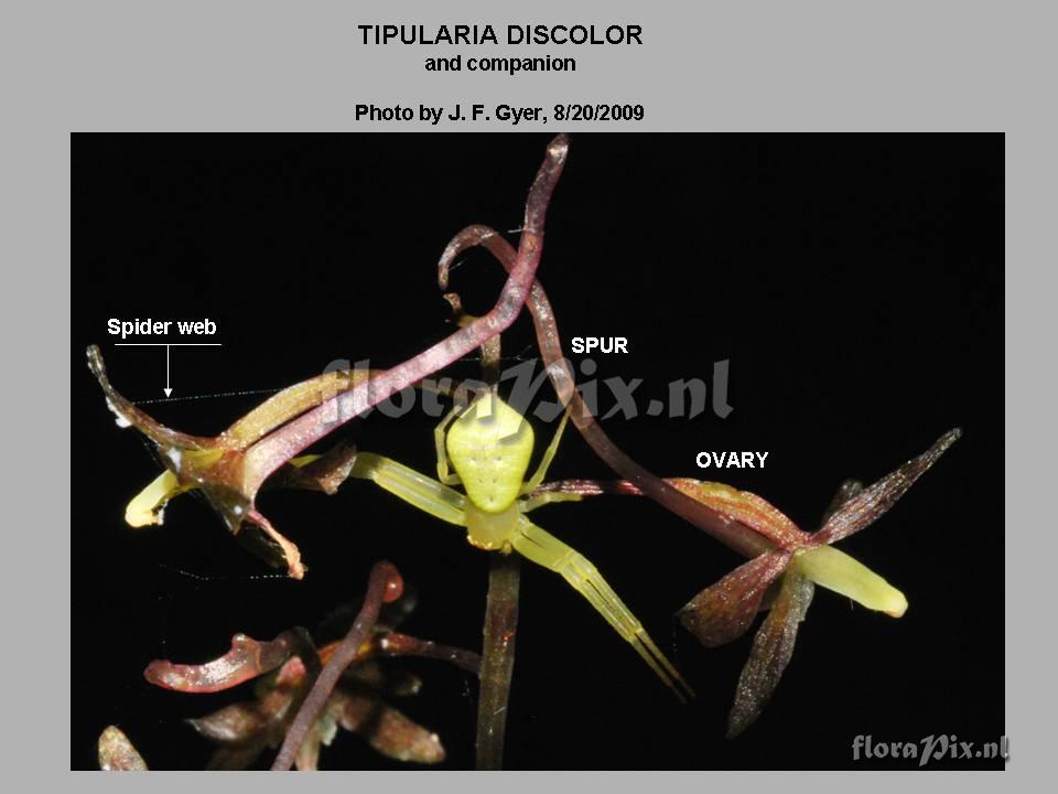 Tipularia discolor