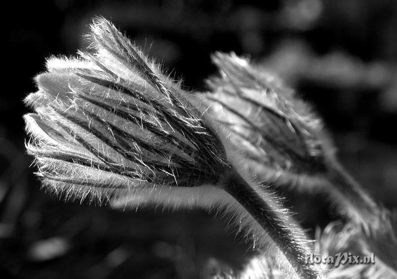 Pulsatilla vulgaris b&w