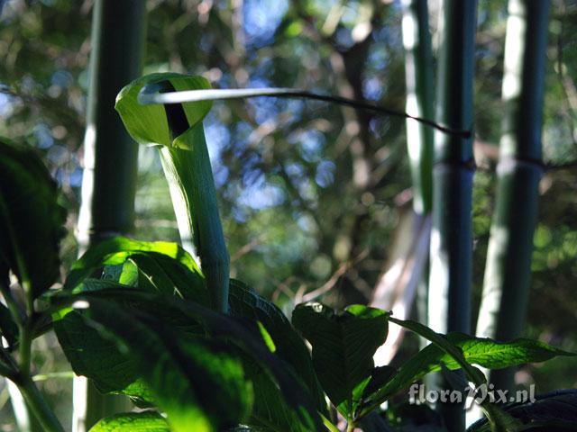 Arisaema tortuosum var. helleborifolium
