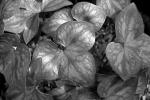 Hepatica leaves b&w