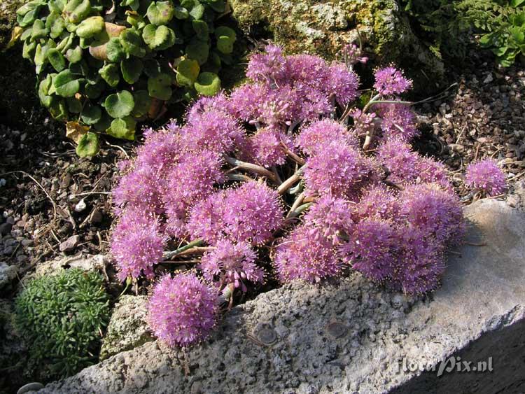 Allium kurtzianum