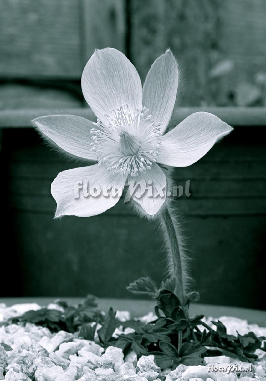 Pulsatilla vernalis in black and white