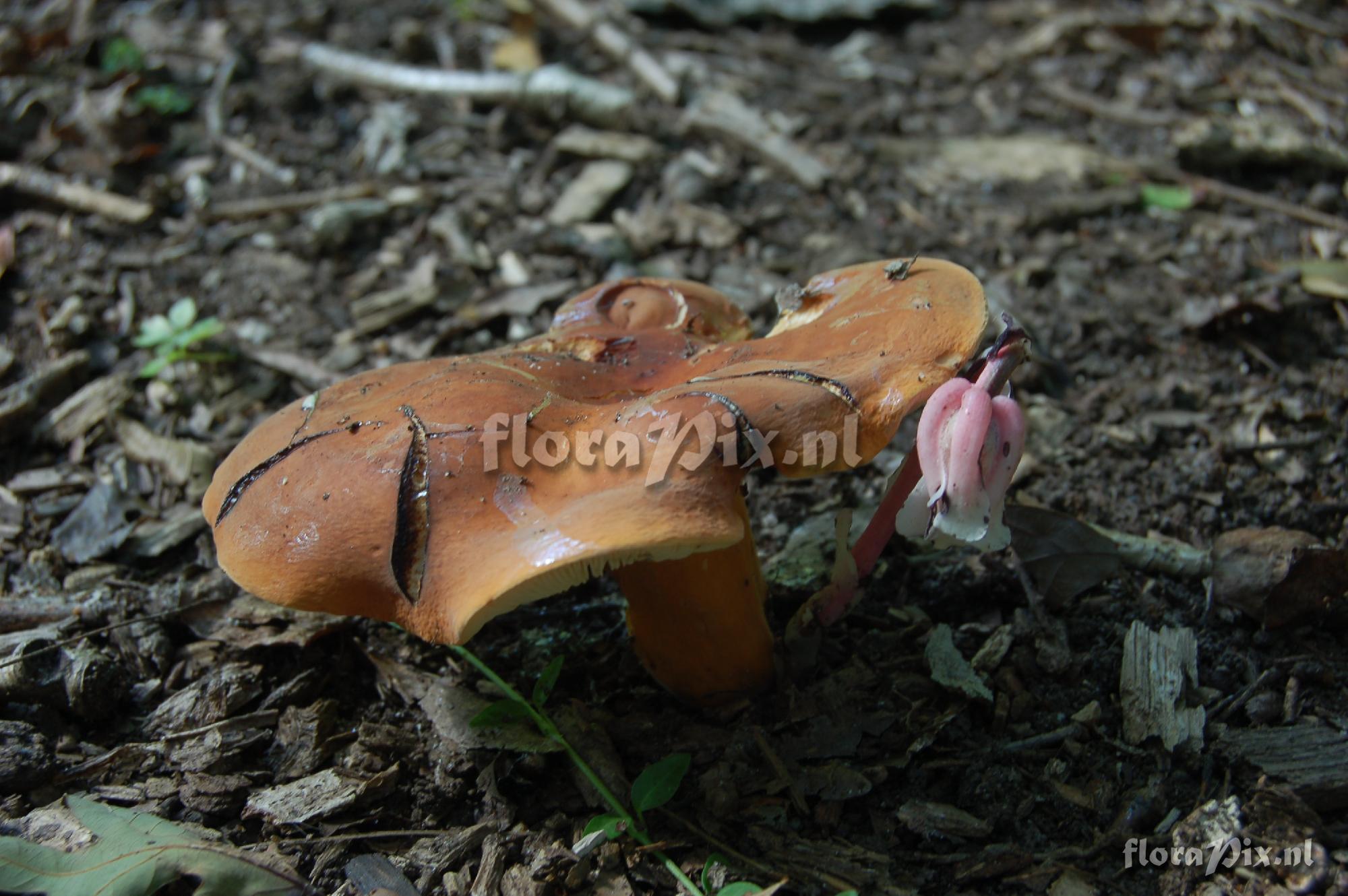 Monotropa uniflora, pink form, + fungus