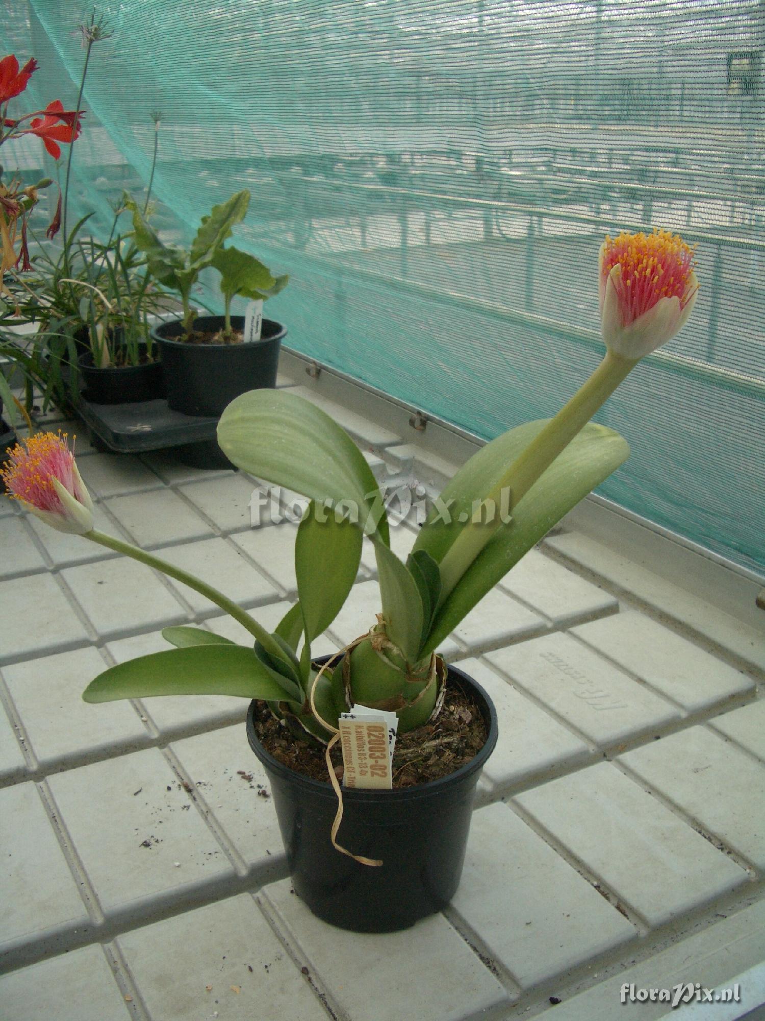 Haemanthus hybrid