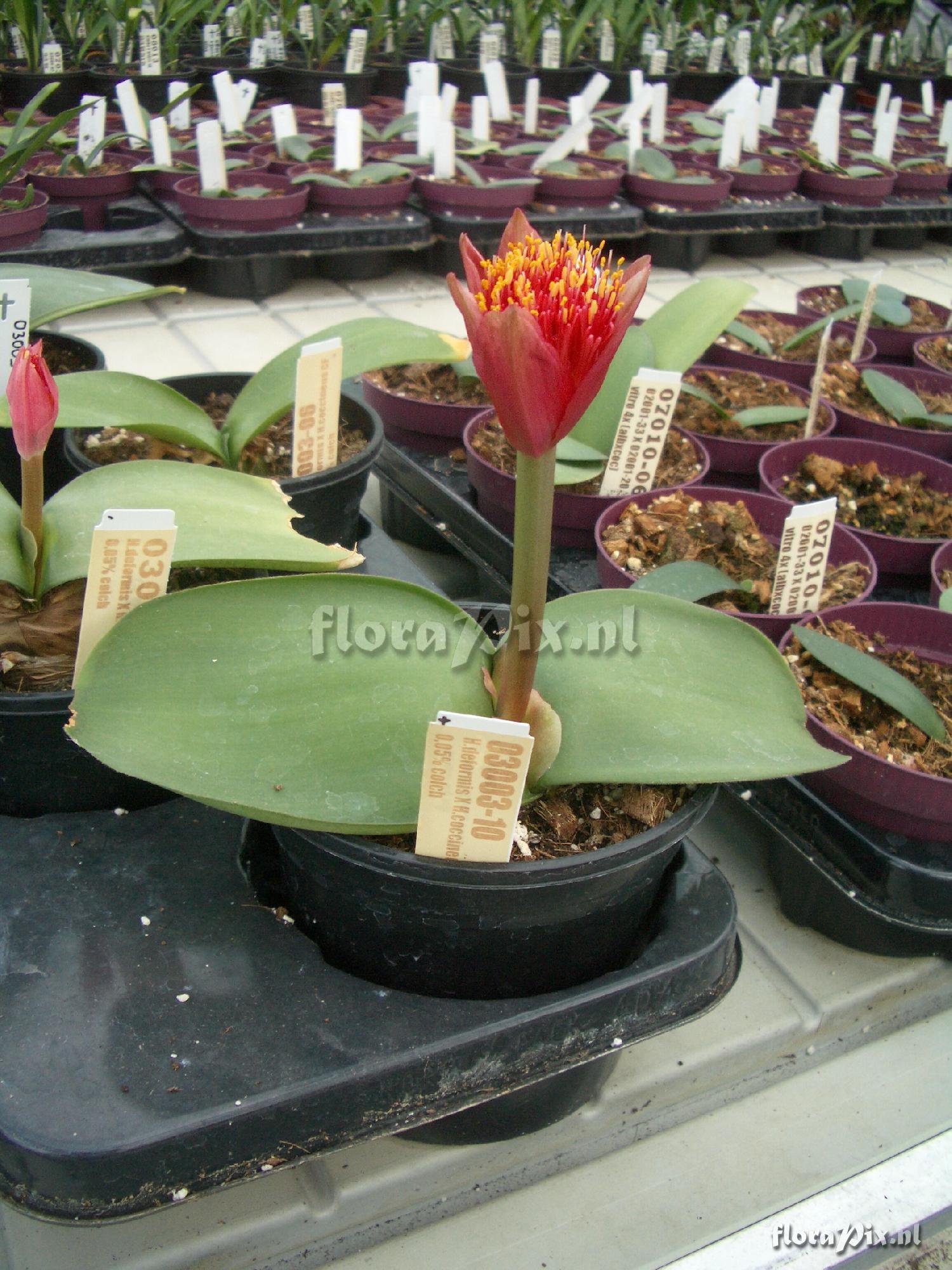 Haemanthus hybrid