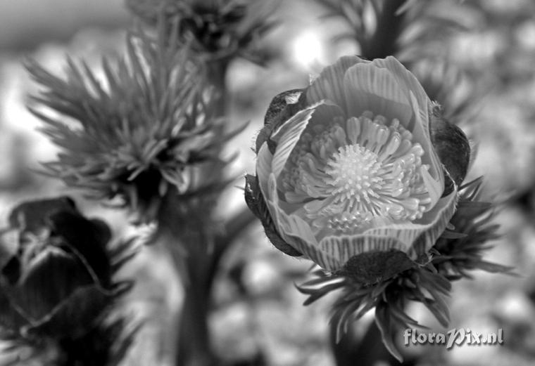 Adonis vernalis bud b&w