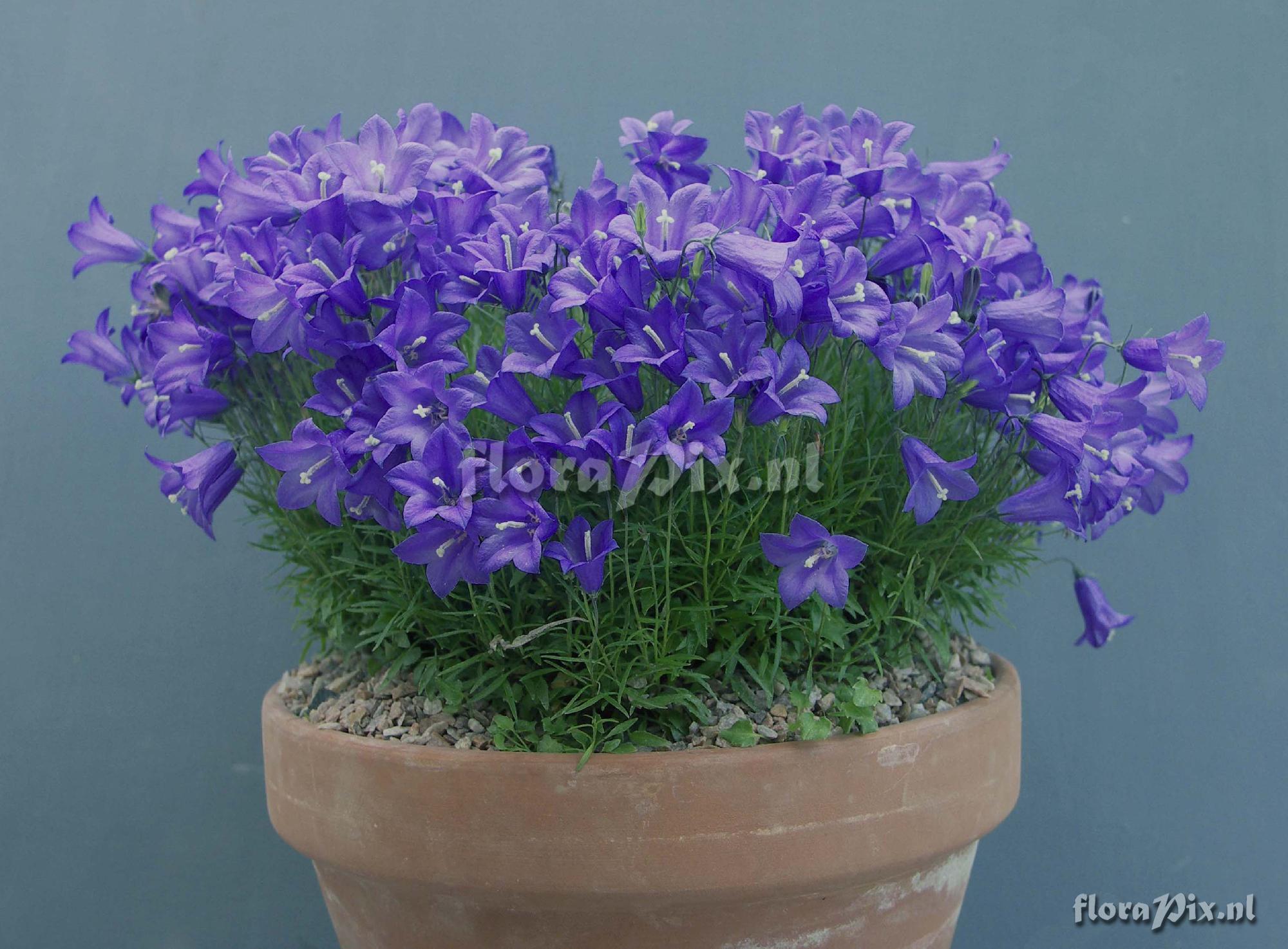 Campanula 