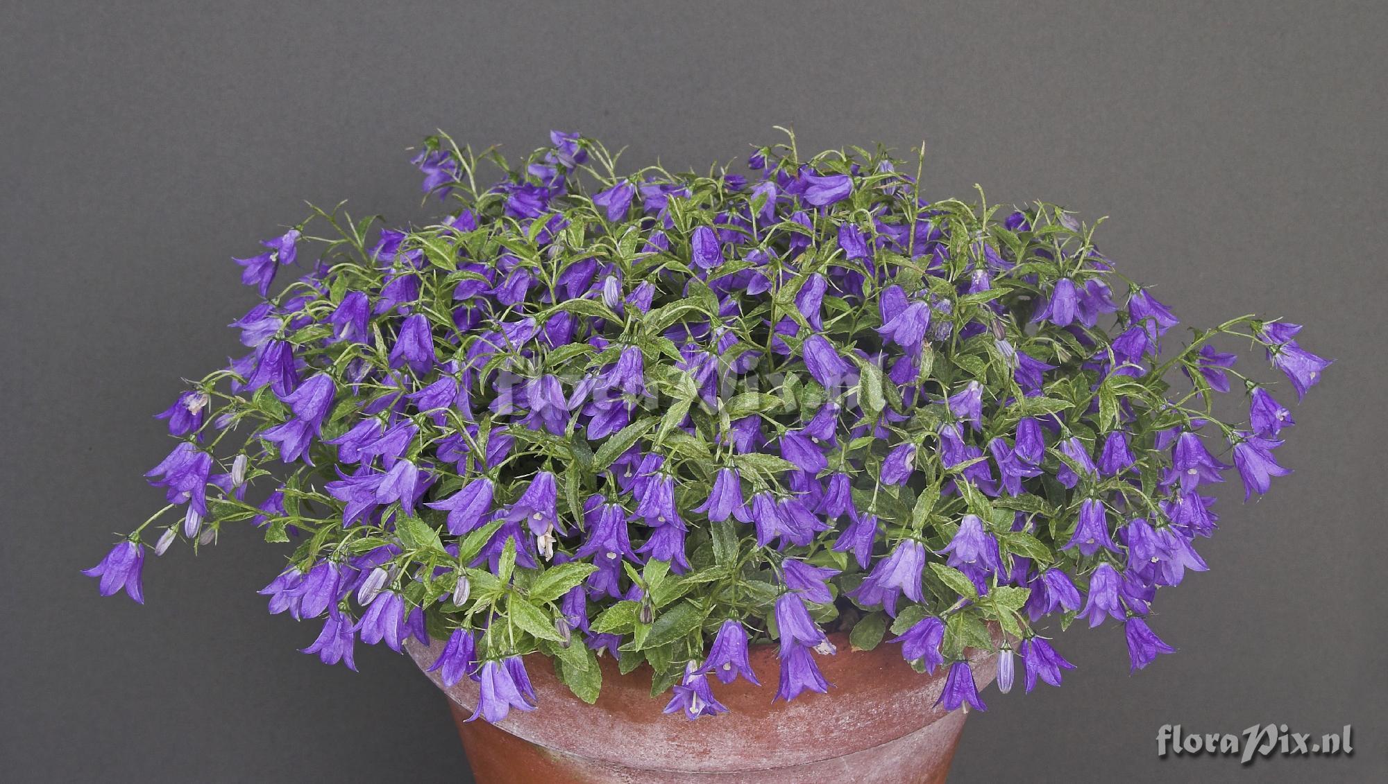 Campanula 