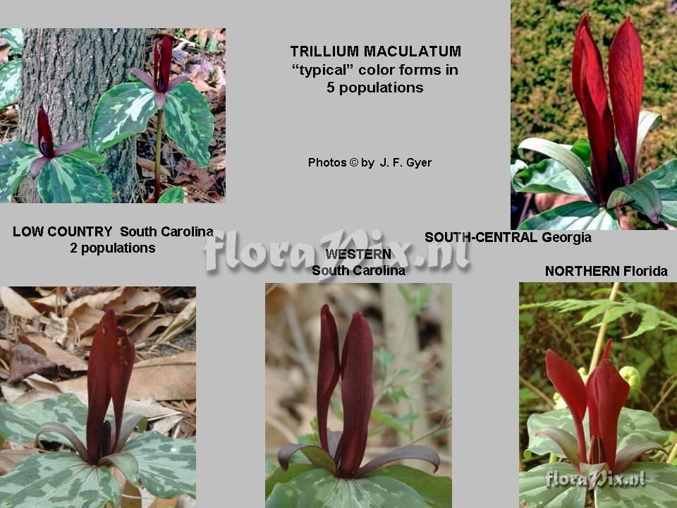 Trillium maculatum
