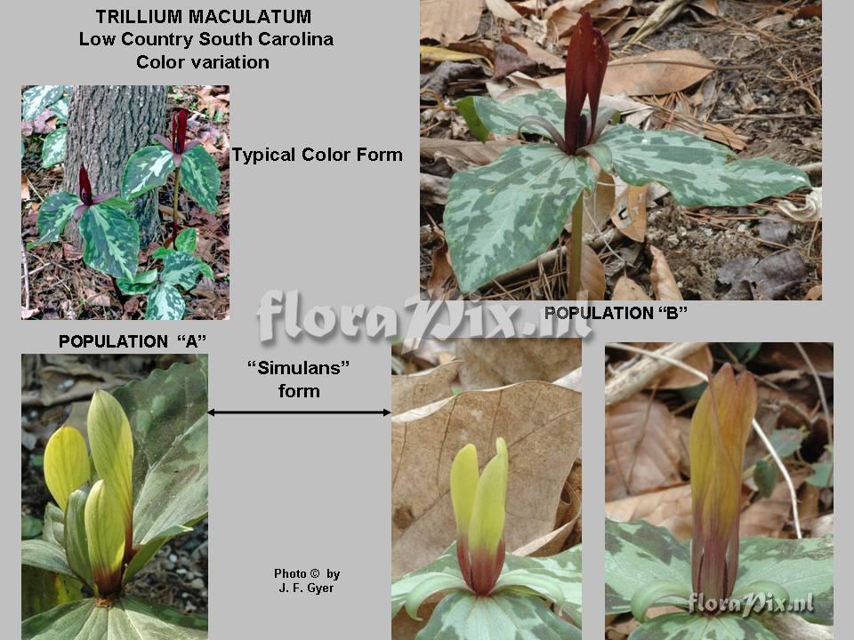 Trillium Maculatum