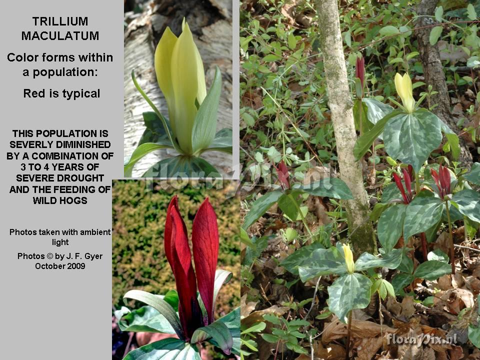 Trillium maculatum