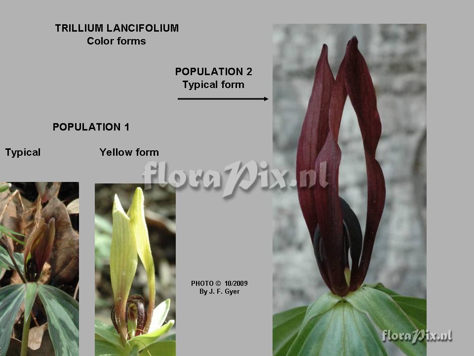 Trillium lancifolium