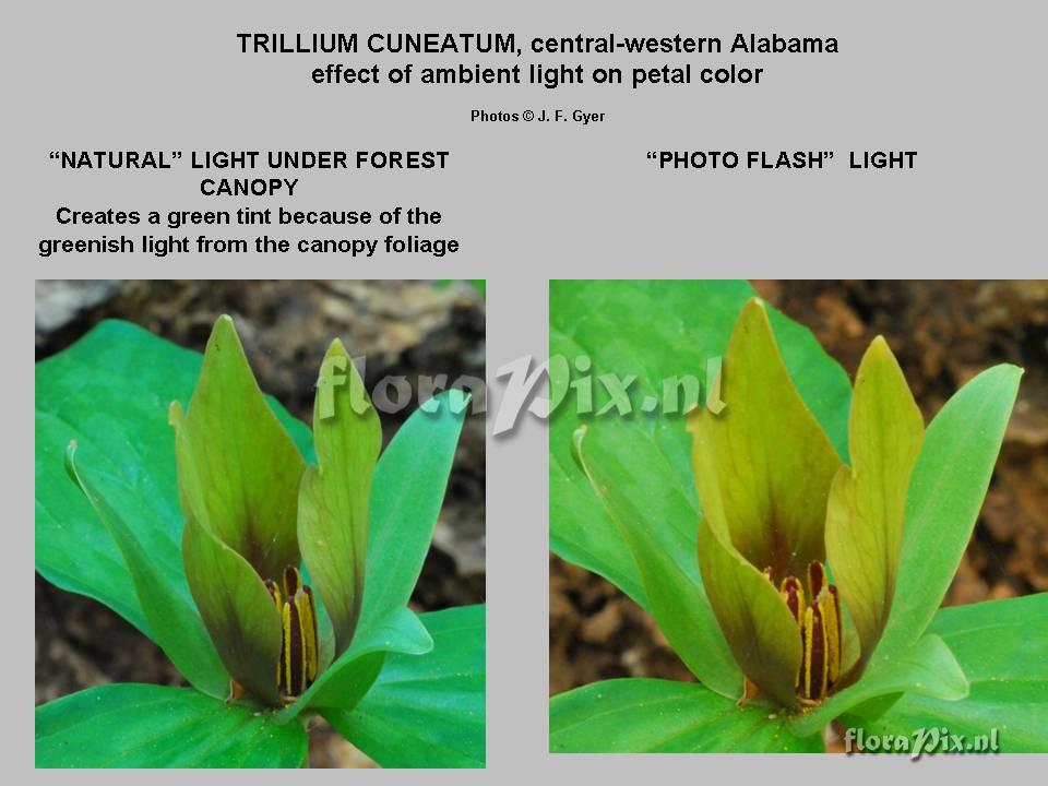 Trillium cuneatum