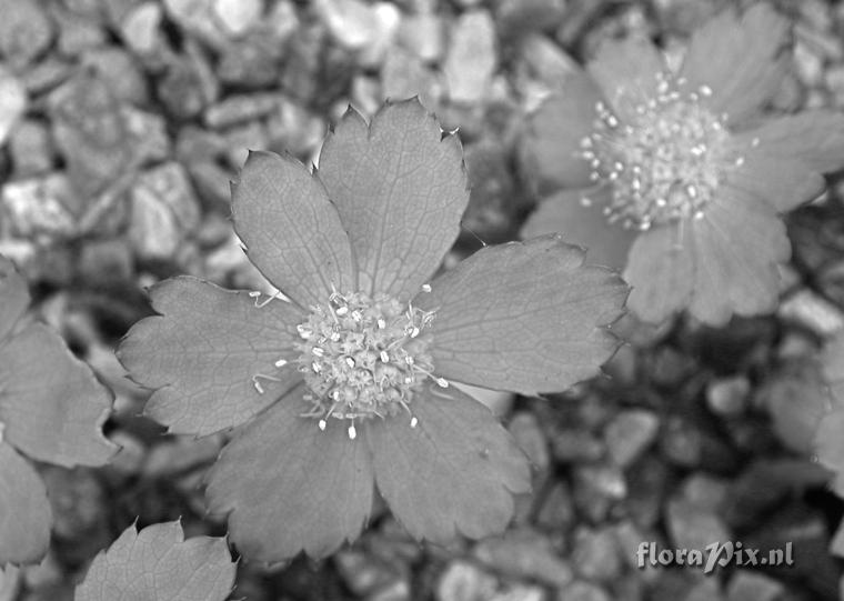 Hacquetia epipactis b&w