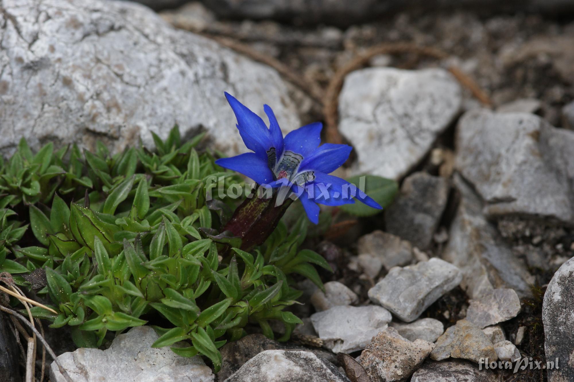 Gentiana 