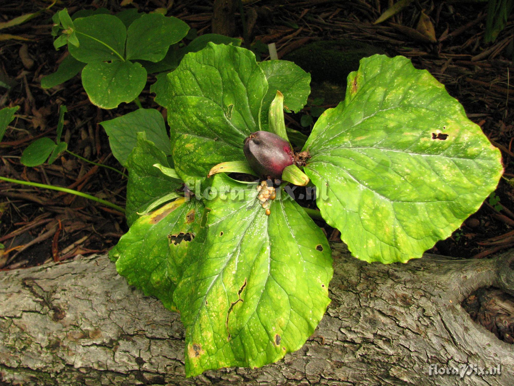 Trillium kurabayashii