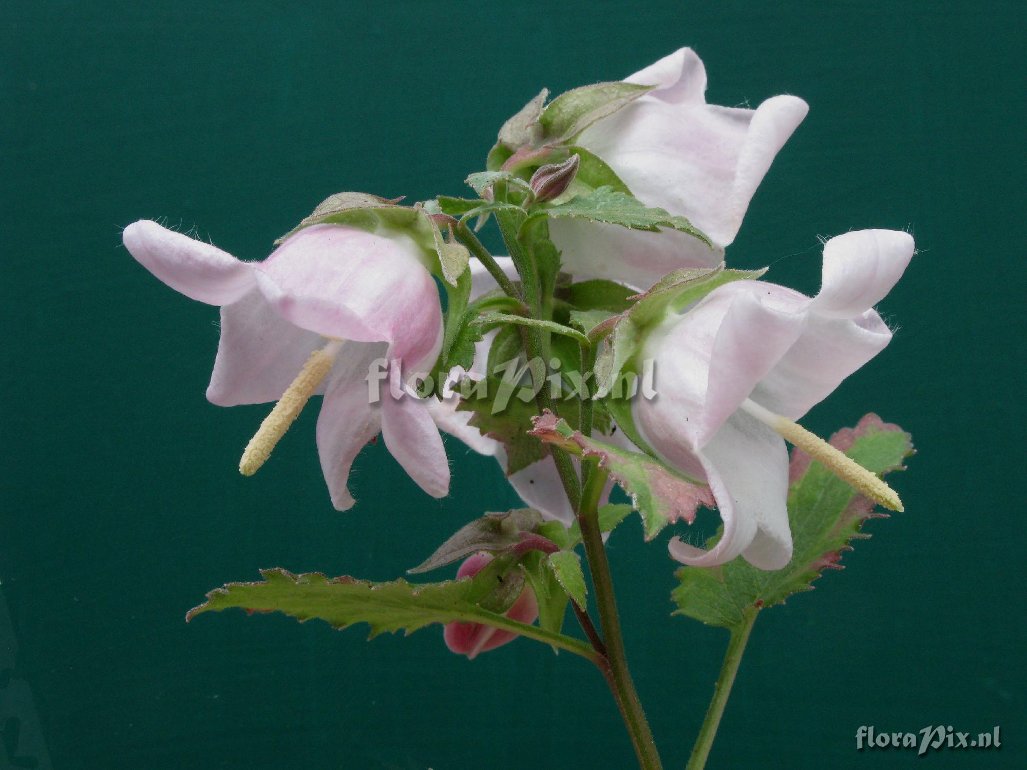 Campanula choruhensis