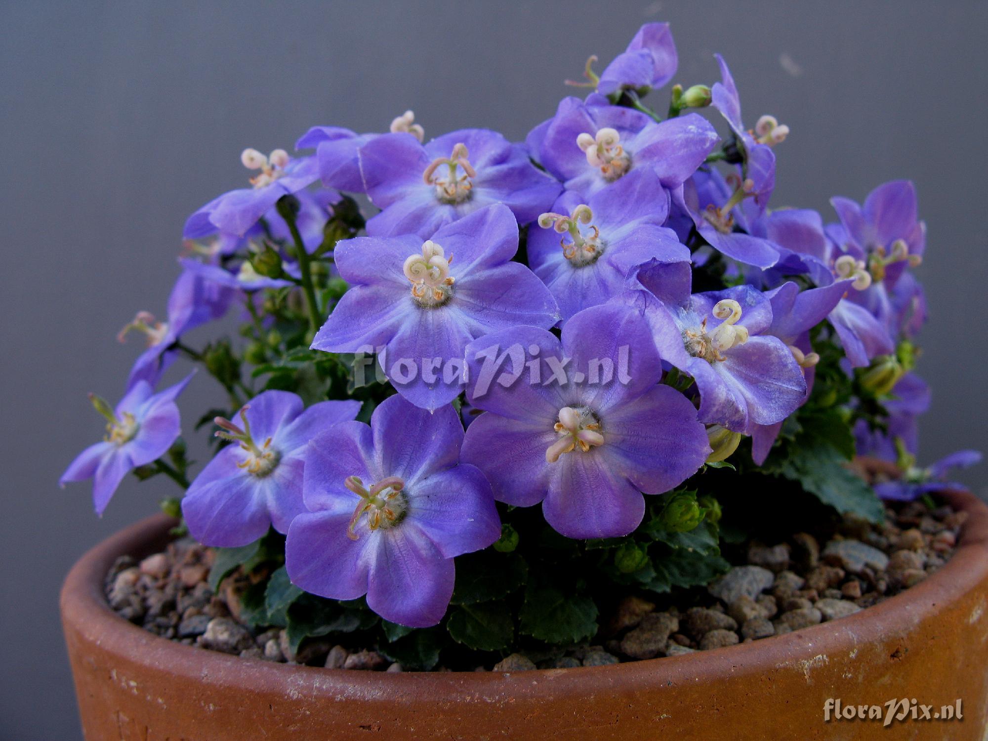 Campanula 