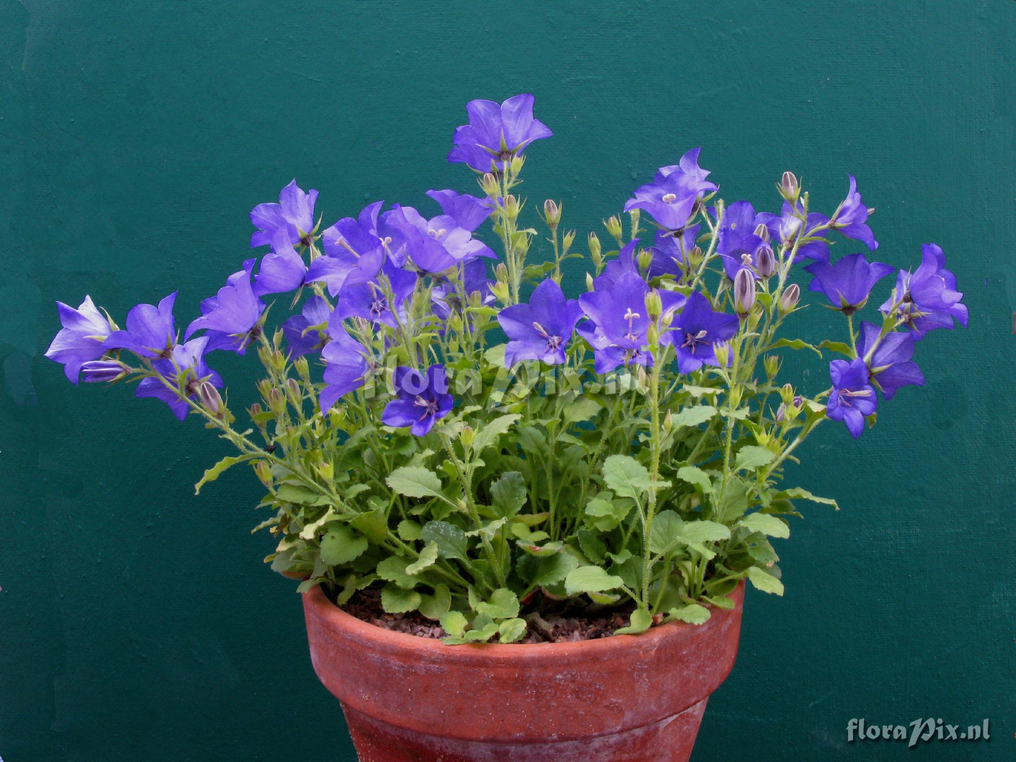 Campanula 