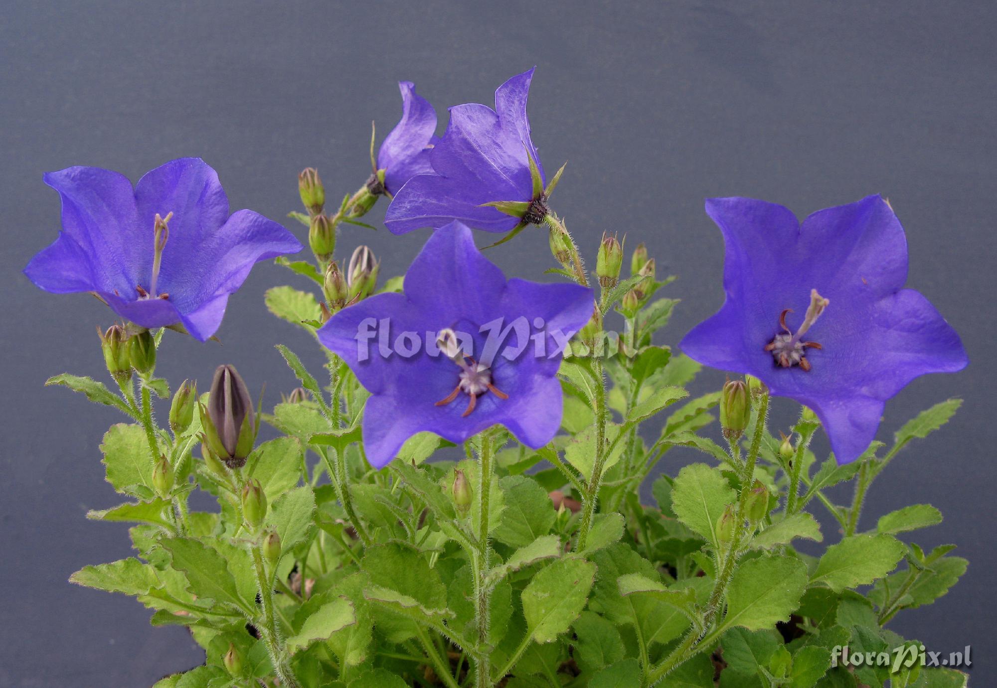 Campanula 