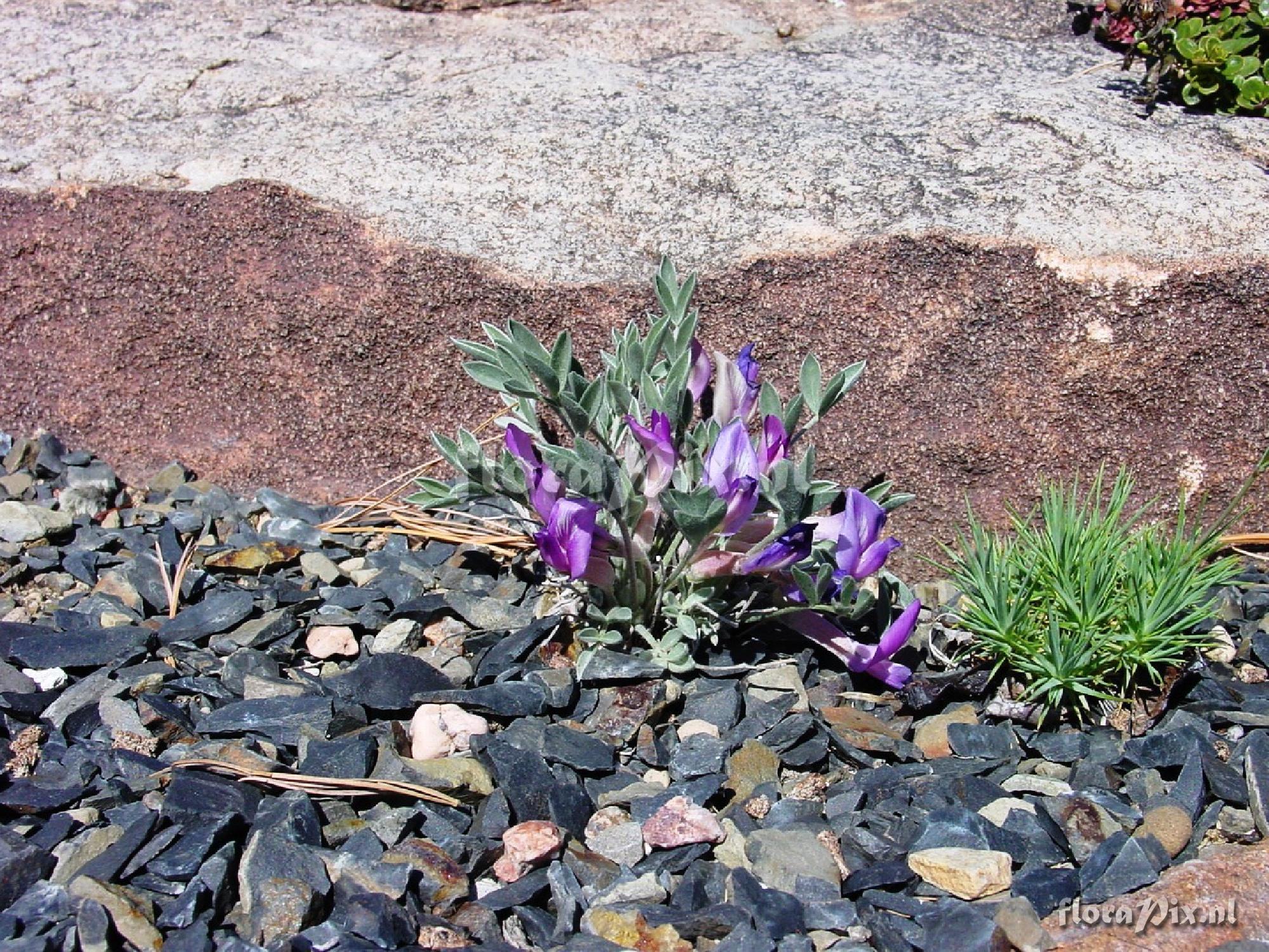 Astragalus uncialis