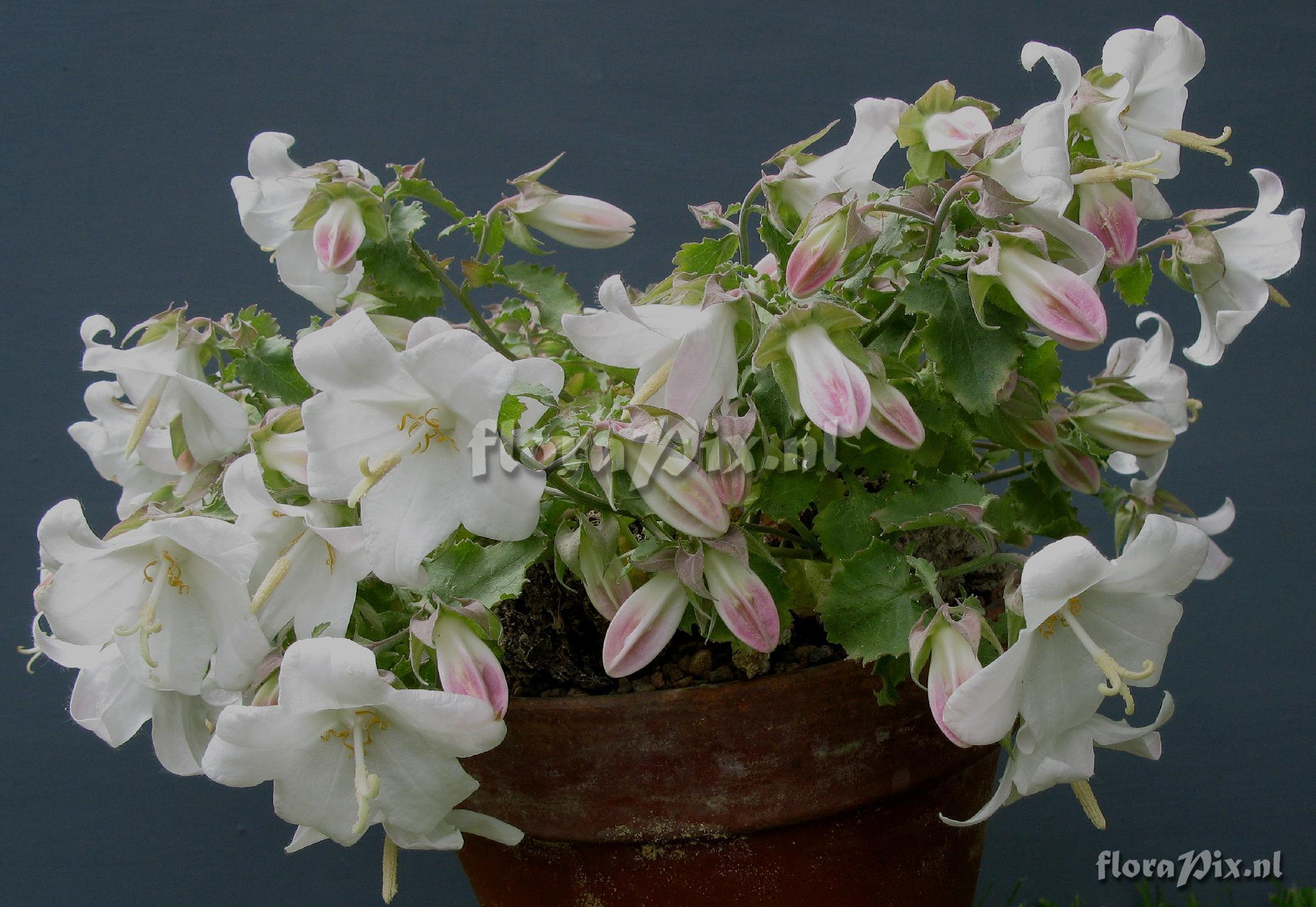 Campanula seraglio