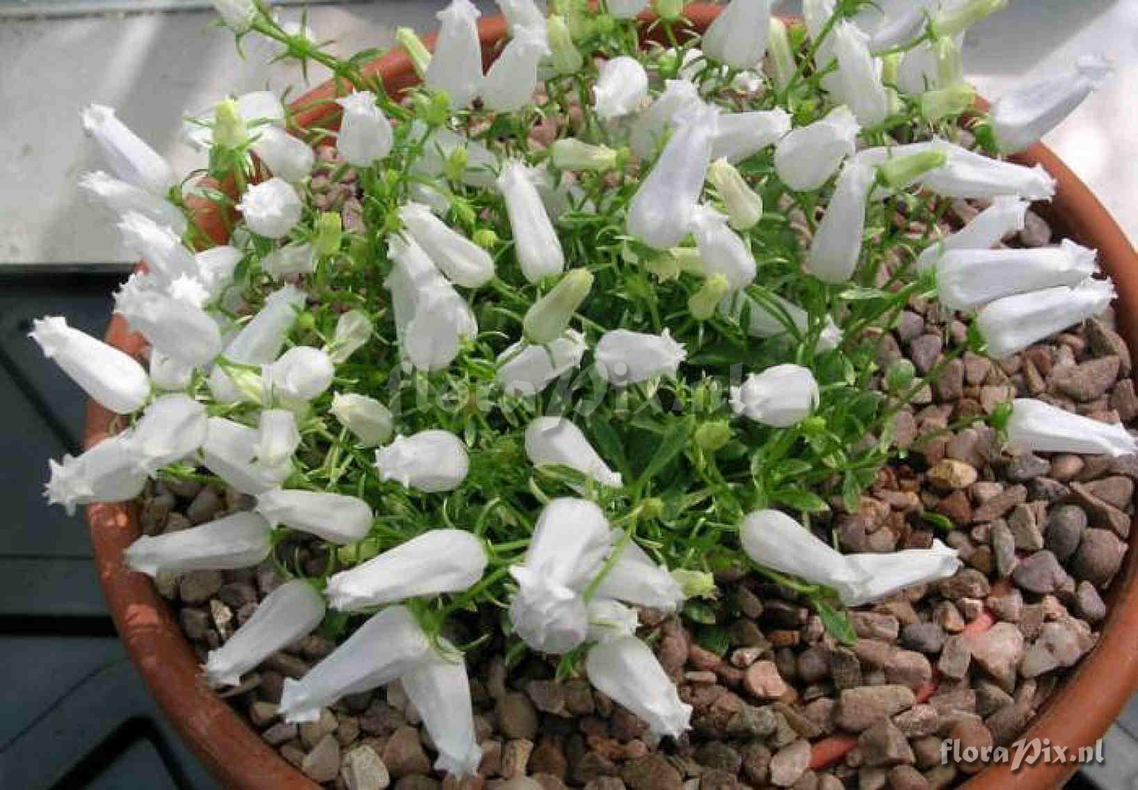 Campanula zoysii 