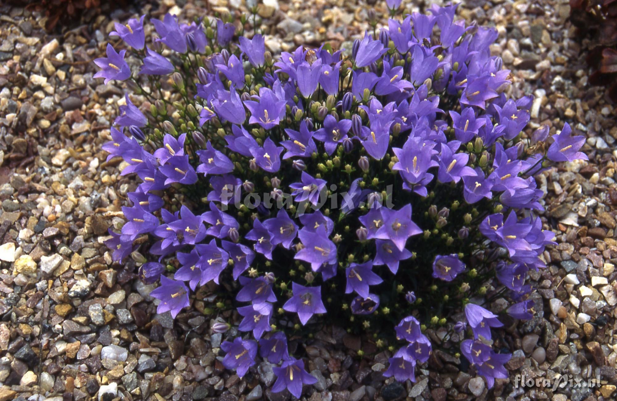 Campanula hercegovina 