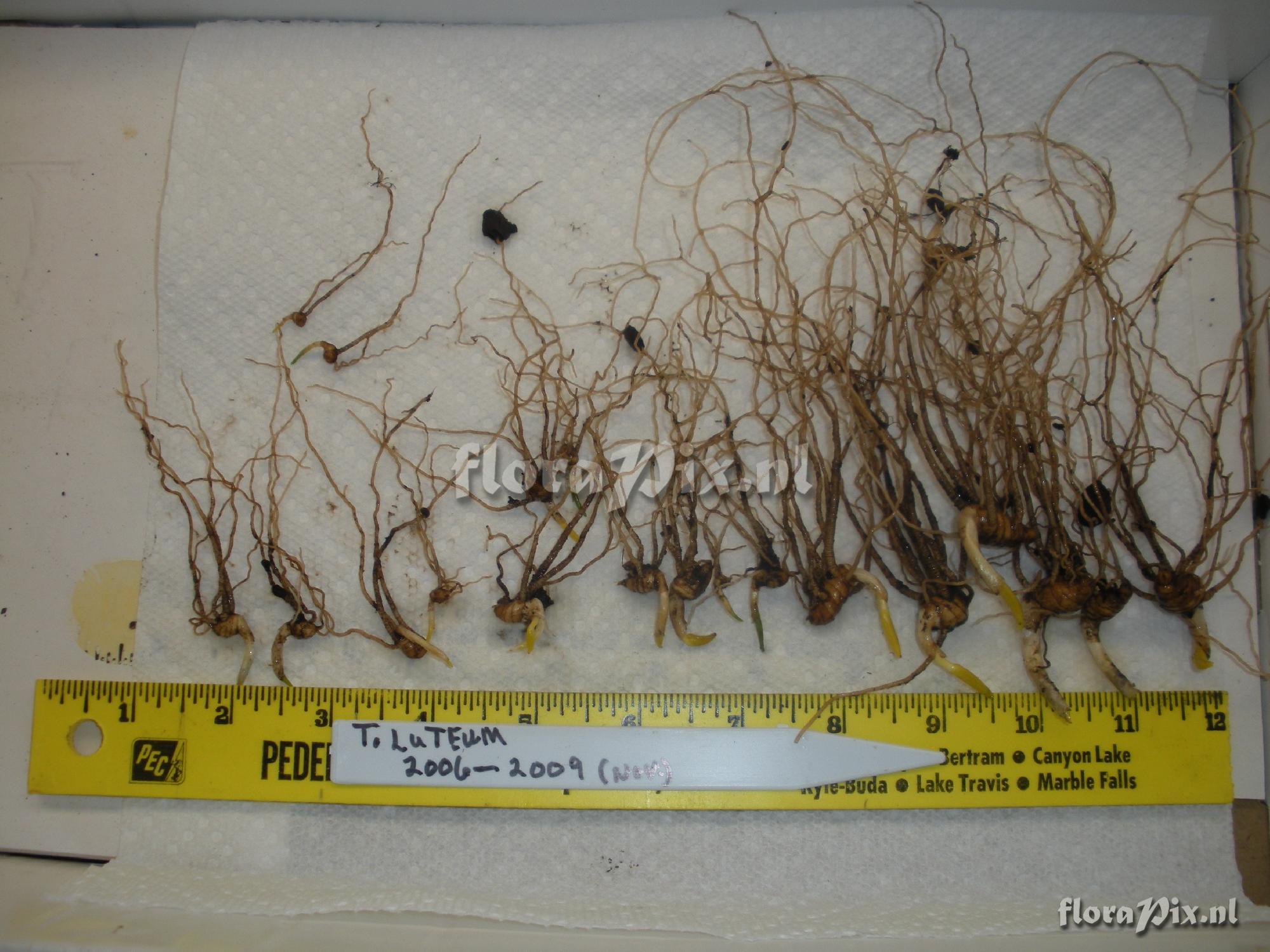 Trillium luteum seedlings