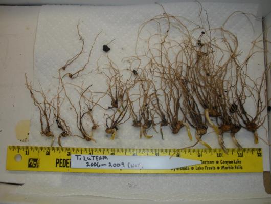 Trillium luteum seedlings