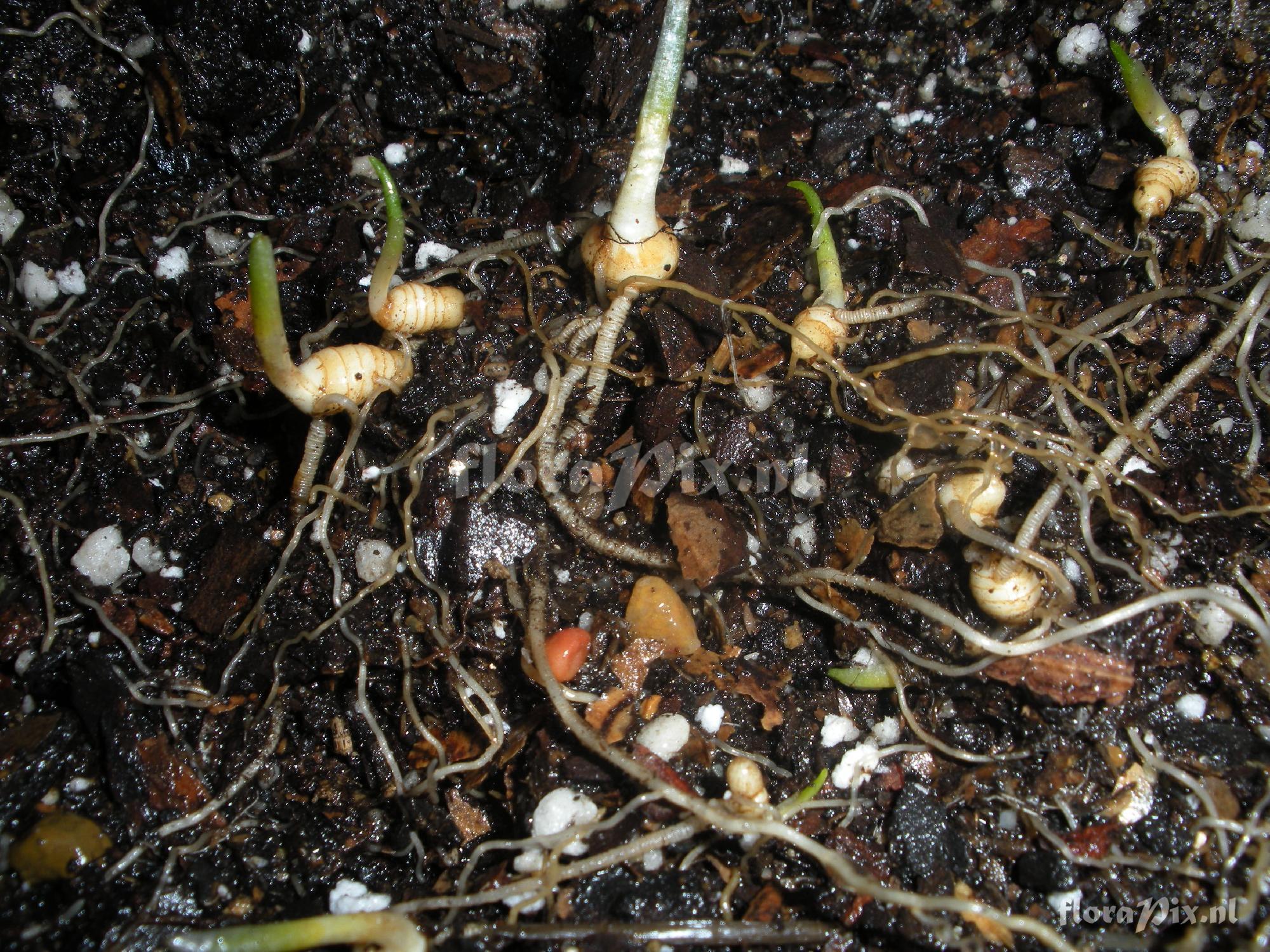 Trillium stamineum seedlings