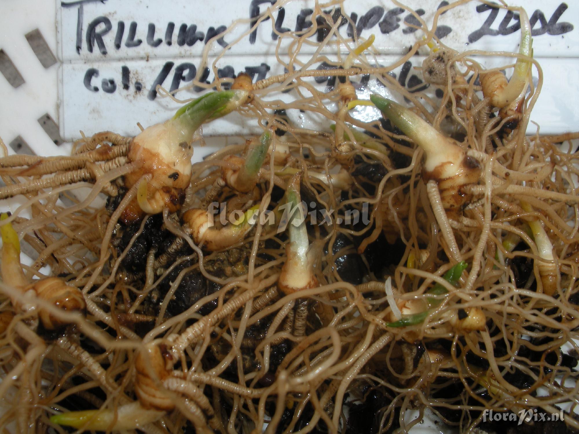 Trillium flexipes seedlings