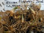 Trillium flexipes seedlings