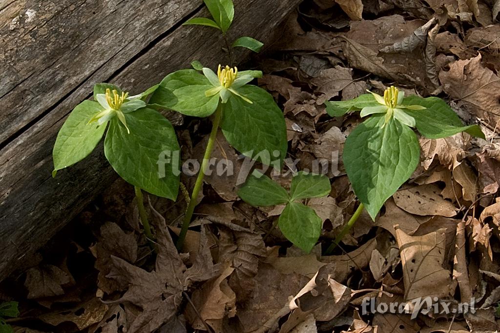 Trillium stamineum f. luteum