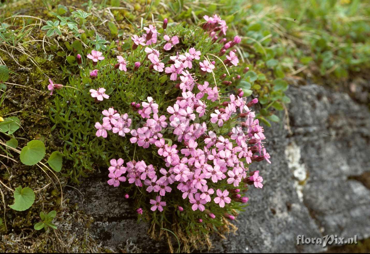 Silene acaulis