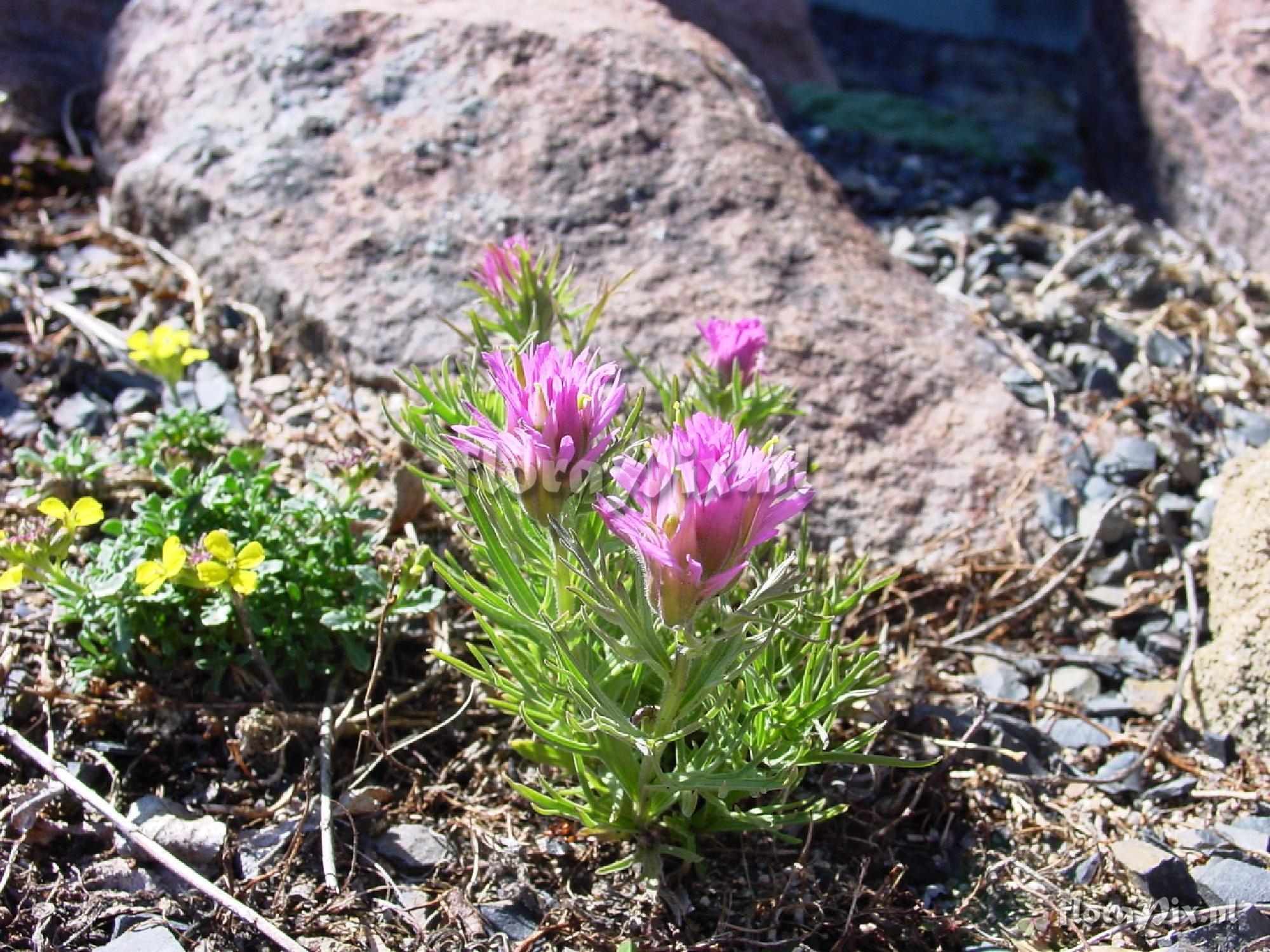 Castilleja haydenii