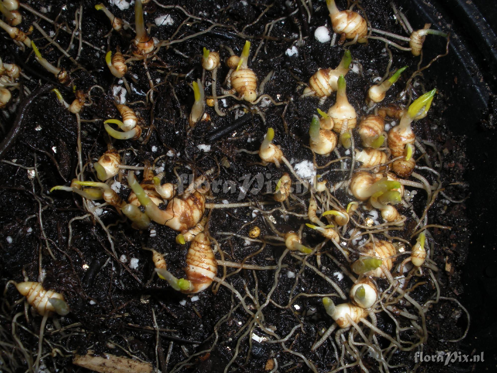 Trillium flexipes (Ga-3 Test)