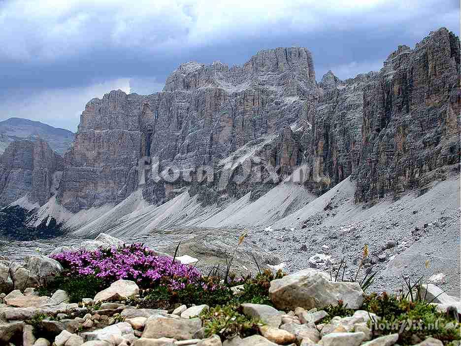 Silene acaulis