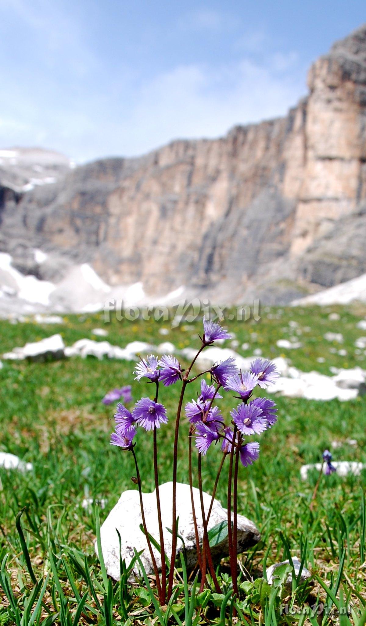 Soldanella alpina