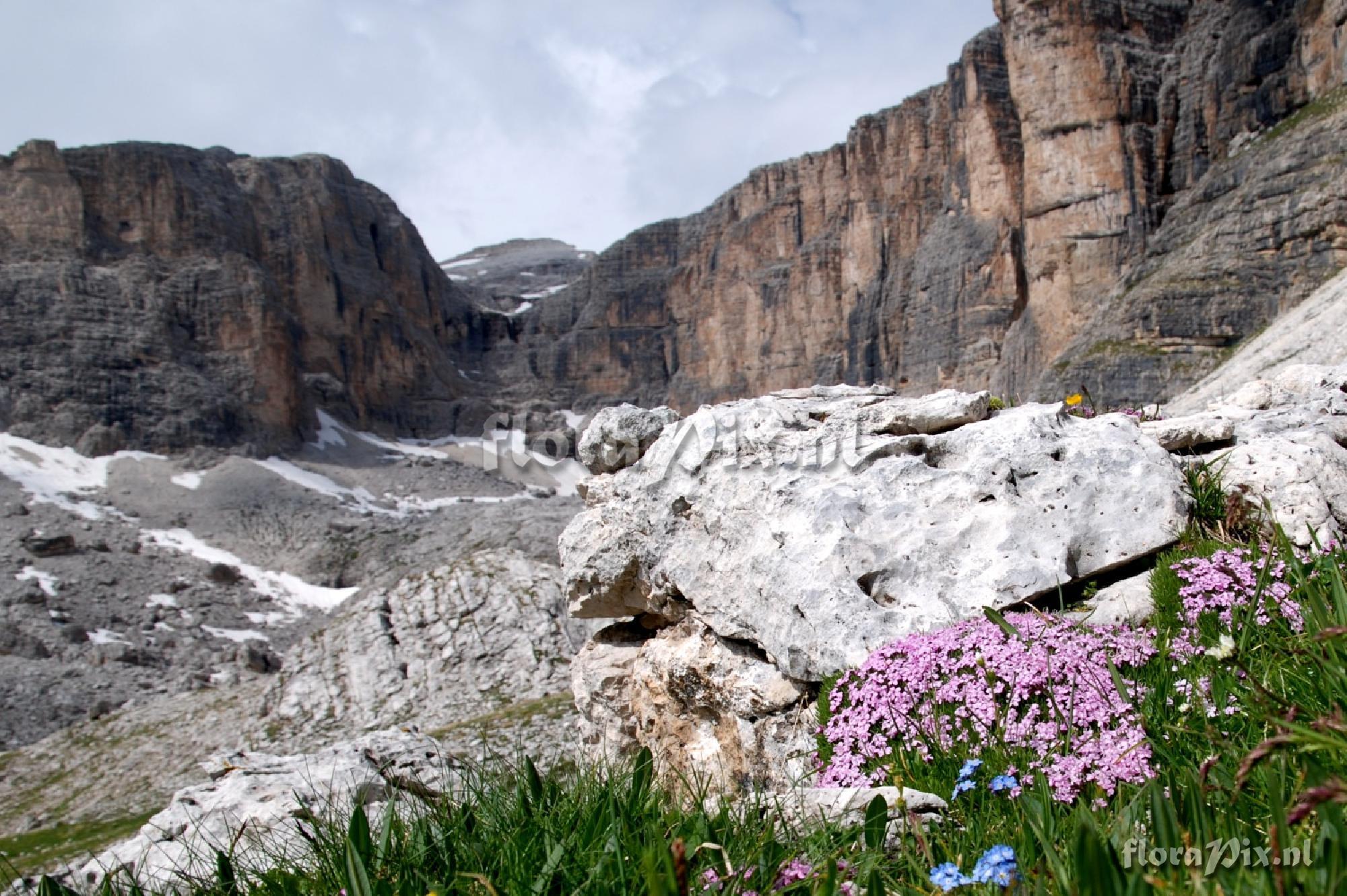 Silene acaulis