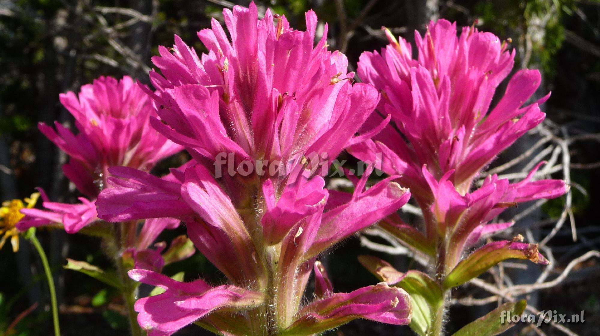 Castilleja rhexifolia